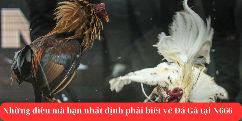 Một số lưu ý bạn cần biết khi trải nghiệm đá gà tại N666