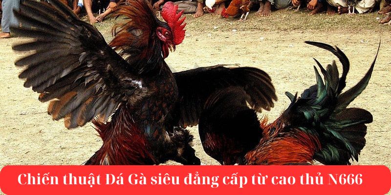 Những chiến thuật đặt cược đỉnh cao tại đá gà N666