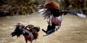 đá gà cửa sắt n666