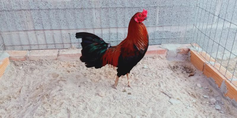 Cơ bắp ở đùi gà rắn rỏi