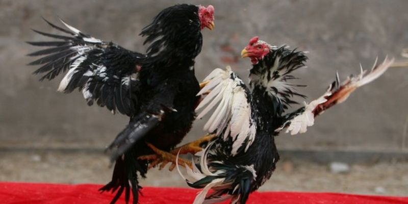 Thân hình chiến kê tham gia đá gà cựa sắt
